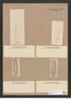 Navicula sp. (de-Toni-Nr.: Genus 1) Zeichnungen Sammlung Grunow Nr. 1485 (NHMW-BOT-W0368500)